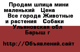 Продам шпица мини маленький › Цена ­ 15 000 - Все города Животные и растения » Собаки   . Ульяновская обл.,Барыш г.